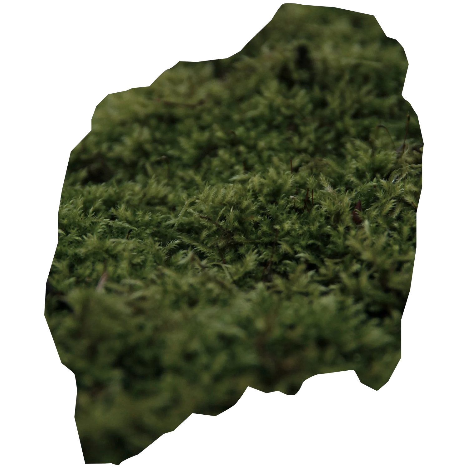 Moss cells and ceramides, overnight.