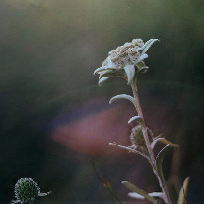 Jungkraut Augenserum für Männer mit Edelweiss gegen erste Falten